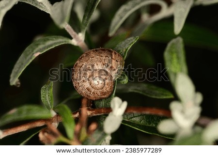 Macro photograph of a specimen of Cornu aspersum (syn. Helix aspersa, Cryptomphalus aspersus) the common garden snail, stuck to a Buddleja leaf. Royalty-Free Stock Photo #2385977289