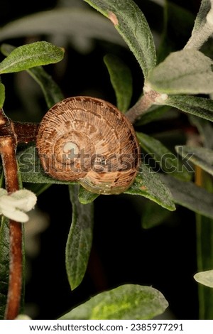Macro photograph of a specimen of Cornu aspersum (syn. Helix aspersa, Cryptomphalus aspersus) the common garden snail, stuck to a Buddleja leaf. Royalty-Free Stock Photo #2385977291