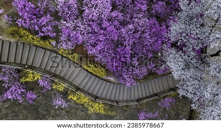 Aerial and top angle view of deck trail with white cherry clossom and pink azalea flowers at Wonmisan Mountain near Bucheon-si, South Korea
 Royalty-Free Stock Photo #2385978667