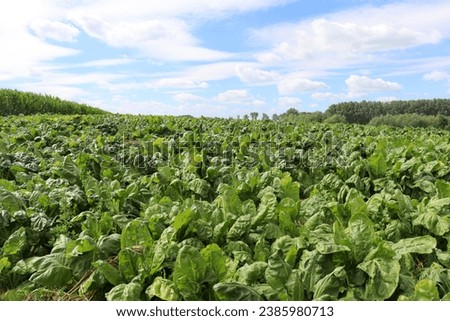 Sugar beet field in Pajottenland, Belgium