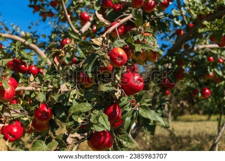 Beautiful apple trees with ripe red apples in the garden on a sunny bright day. Natural red apples on the branches of trees ready for harvest.