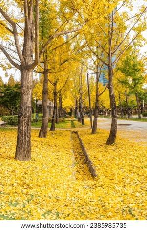  relaxing in a garden, ginkgo trees, yellow autumn leaves fall to the ground in a garden at a forest in Seoul, Korea.