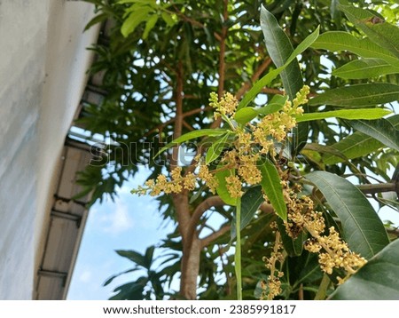 low angle of mango flower