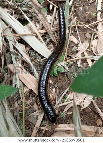 big black centipede on the way finding food on a jungle Royalty-Free Stock Photo #2385993501