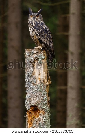 Eagle owl sitting on a broken tree trunk with forest background