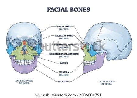 Facial bones with anterior and lateral view of human skull outline diagram. Skeletal anatomy with labeled educational medical scheme vector illustration. Nasal, lacrimal and zygomatic face parts. Royalty-Free Stock Photo #2386001791