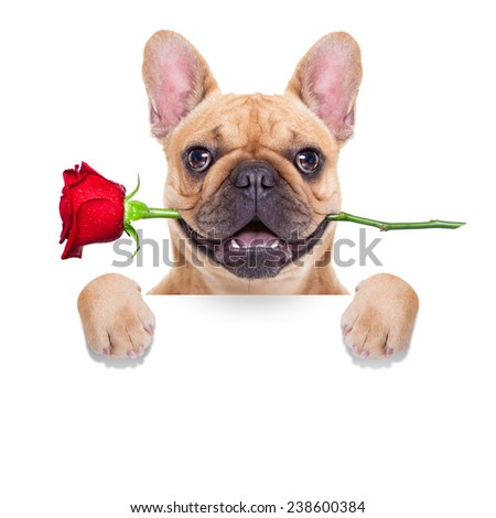 valentines dog in love with you ,  with a red rose in mouth , behind blank white banner, isolated on white background,