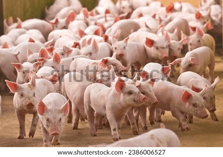 Pig farming is an effort to breed pigs to obtain their meat. Pigs can be bred freely roaming, kept in nearby fields, in traditional pens, or in factory farms. Royalty-Free Stock Photo #2386006527