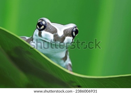 The Amazon milk frog (Trachycephalus resinifictrix) closeup on green leaves, Panda bear tree frog on green leaves. The mission golden eyed tree frog