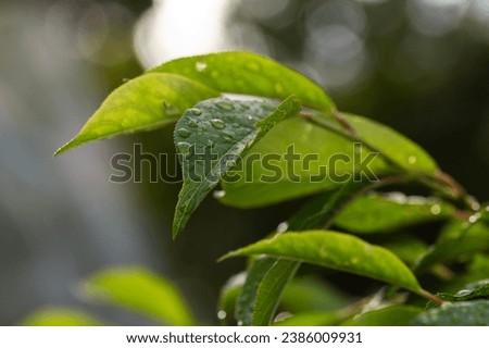 raindrops on tree leaves during rainy days in spring Royalty-Free Stock Photo #2386009931