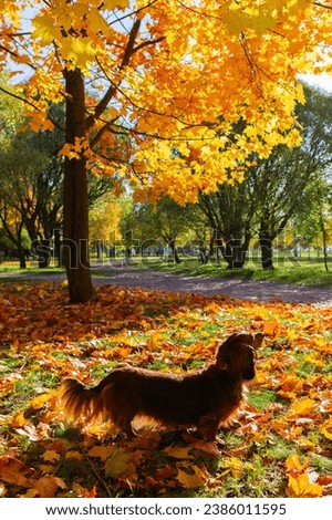 Red longhaired dachshund dog in golden fallen leaves in autumn park, doxie under the maple tree, wiener dog outdoor in forest vertical photo