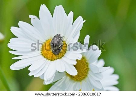 White spotted rose beetles mating on a daisy flower Royalty-Free Stock Photo #2386018819