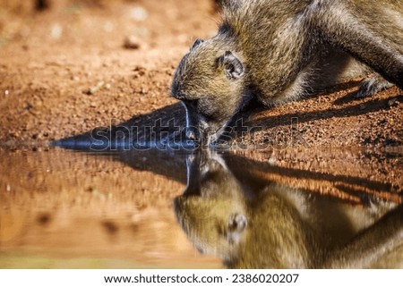 Chacma baboon portrait drinking in waterhole with reflection in Kruger National park, South Africa ; Specie Papio ursinus family of Cercopithecidae