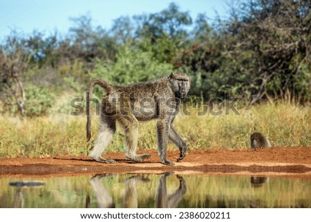 Chacma baboon walking along waterhole in Kruger National park, South Africa ; Specie Papio ursinus family of Cercopithecidae