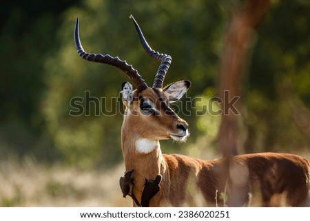 Common Impala male portrait with oxpecker in Kruger National park, South Africa ; Specie Aepyceros melampus family of Bovidae Royalty-Free Stock Photo #2386020251