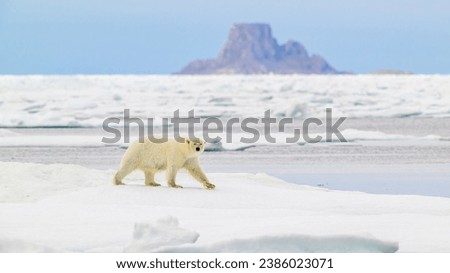 Polar bear (Ursus maritimus) on ice, Svalbard, Norway Royalty-Free Stock Photo #2386023071