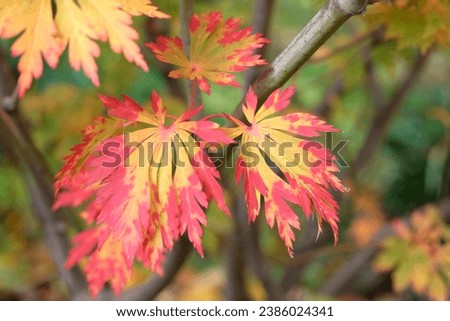 Red and orange fall leaves of the Acer japonicum 'AconitifoliumÕ, also known as a full moon maple or downy Japanese maple, during its autumn display.