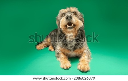 Mixed breed dog with black and yellow white fur on a photographic background