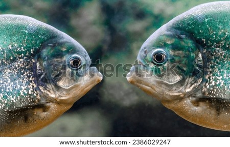 two piranhas are next to each other in the water close up Royalty-Free Stock Photo #2386029247