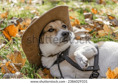 mongrel purebred fat dog lying on the yellow autumn leaves fallen, raising his front paw up