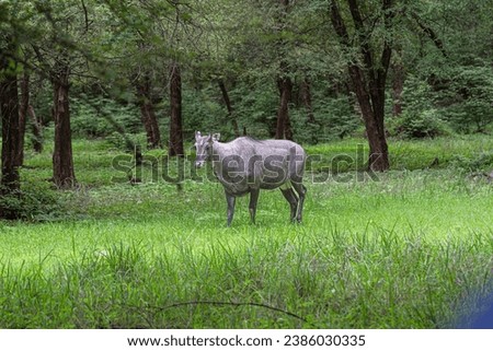 A Nilgai in its natural habitat in the forest of Ranthambore. This is the largest antelope in Asia.