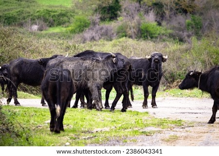 Herd of buffalo. Village or farm life idea concept. Buffalo. Animal. Horizontal photo. No people, nobody. 
