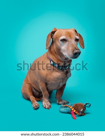 dachshund dog with brown hair on a colored background