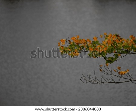 orange and green fall maple leaves on tree branch in autumn against water background at lake in ontario canada horizontally cropped image room for type horizontal backdrop background or wallpaper  Royalty-Free Stock Photo #2386044083