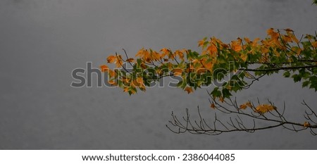 orange and green fall maple leaves on tree branch in autumn against water background at lake in ontario canada horizontally cropped image room for type horizontal backdrop background or wallpaper  Royalty-Free Stock Photo #2386044085