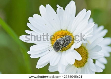 White spotted rose beetles mating on a daisy flower Royalty-Free Stock Photo #2386045621