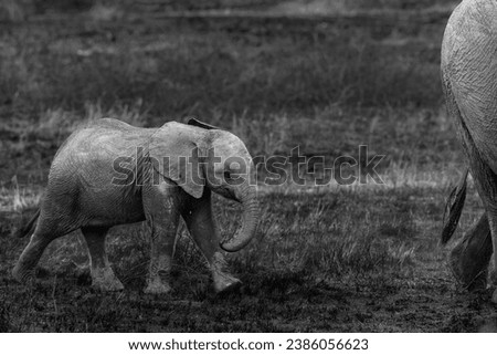 Black and white picture of a Baby elephant walking behind its mother at maasai mara