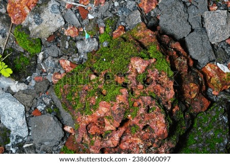 Green Moss plant on rock Royalty-Free Stock Photo #2386060097