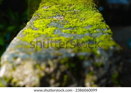 Green Moss plant on rock Royalty-Free Stock Photo #2386060099
