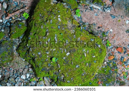 Green Moss plant on rock Royalty-Free Stock Photo #2386060101