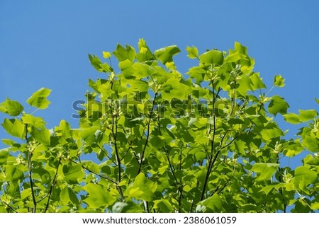 Young bright green leaves on crown branches of tulip tree (Liriodendron tulipifera), called Tuliptree, American or tulip poplar, against blue spring sky. Selective focus. Nature design concept Royalty-Free Stock Photo #2386061059
