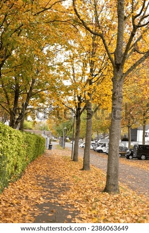 City street with autumn yellow, orange and red trees.  Royalty-Free Stock Photo #2386063649
