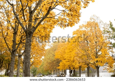 City street with autumn yellow, orange and red trees.  Royalty-Free Stock Photo #2386063653