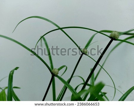 weed, flower,grass, plant, natural, nature , garden, park, picture, beautiful,Thailand 