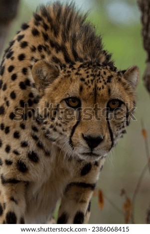 Cheetah of South Africa in the Kruger National Parc
