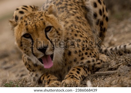 Cheetah of South Africa in the Kruger National Parc