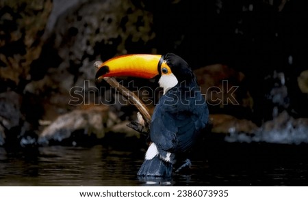 Toucan, Wild life, animals in natural habitat
