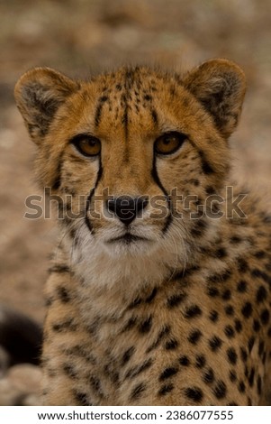 Cheetah of South Africa in the Kruger National Parc.