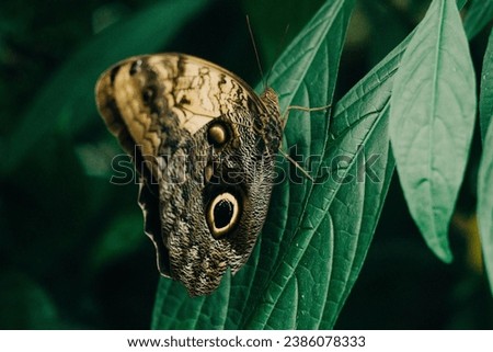 Within the realm of wildlife, the Green Golden Butterfly reigns as a symbol of elegance. Its radiant 
hues and graceful flight encapsulate the wonder of the natural world, a marvel that reminds us of 