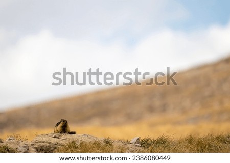 Long Tailed Marmot Near Den  Royalty-Free Stock Photo #2386080449