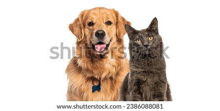 Happy panting Golden retriever dog and blue Maine Coon looking at camera, Isolated on white