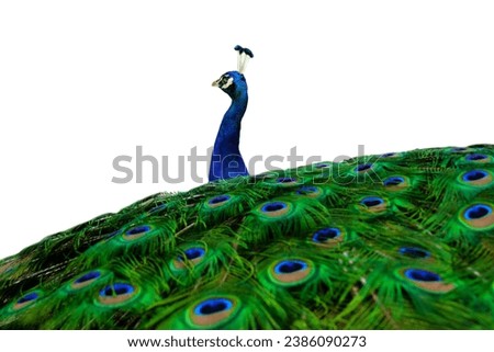 peacock with spread tail isolated on white background