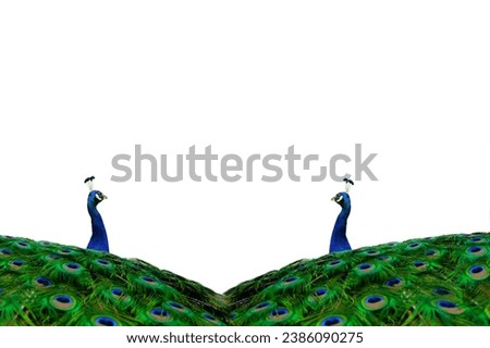 two peacock with spread tail isolated on white background