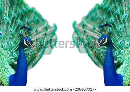 two peacock with spread tail isolated on white background
