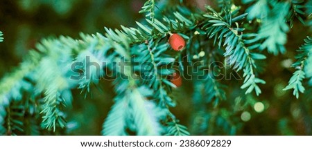 European yew tree, Taxus baccata evergreen yew close up. Toned green yew tree branch with mature and immature red seed cones. Poisonous plant with toxins alkaloids