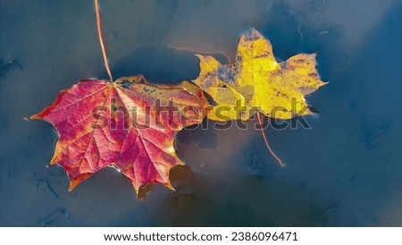  Yellow and red autumn leaf in a pool of water